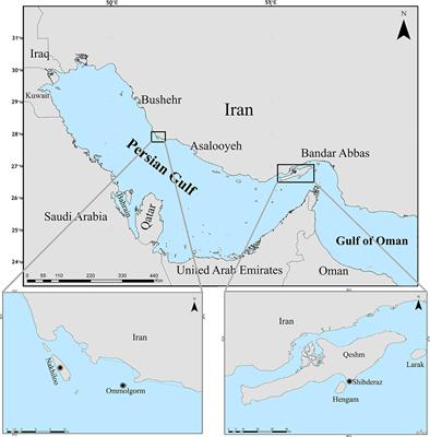 Epibiont Assemblages on Nesting Hawksbill Turtles Show Site-Specificity in the Persian Gulf